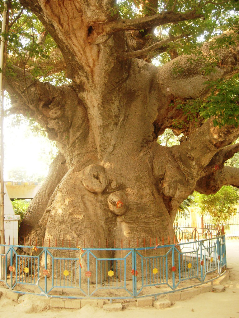 Trunk of the Parijaat tree at Kintoor