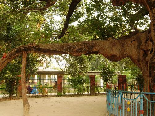 Parijaat tree at Kintoor